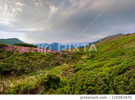 Pink rose rhododendron flowers on summer mountain slope Pink rose rhododendron flowers on summer mountain slope 120963976