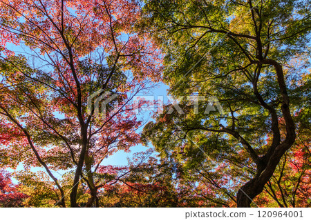 Colorful autumn leaves and blue sky Colorful autumn leaves and blue sky 120964001