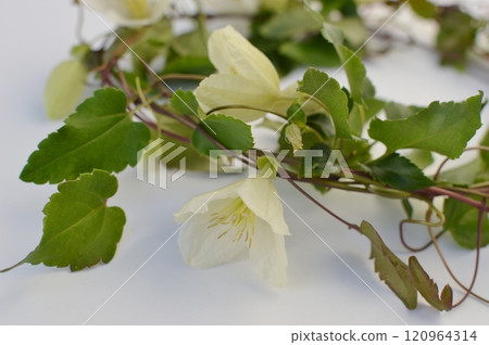 A wreath of milky white winter-blooming clematis flowers 120964314