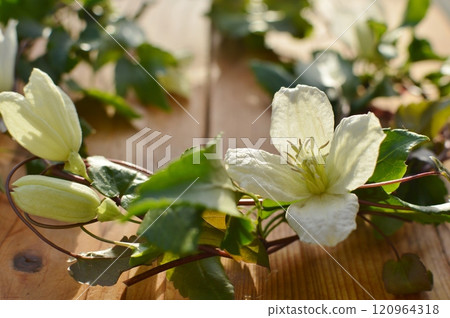 A wreath of milky white winter-blooming clematis flowers 120964318