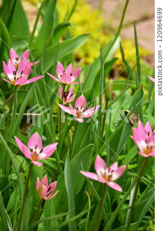 Miniature tulips in the spring garden 120964699