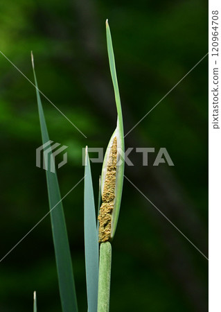 Cattail spikes beginning to form Cattail spikes beginning to form 120964708