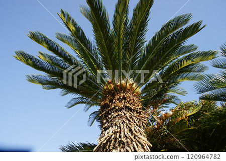 逗子市大崎公園蘇鐵雌花與種子 120964782