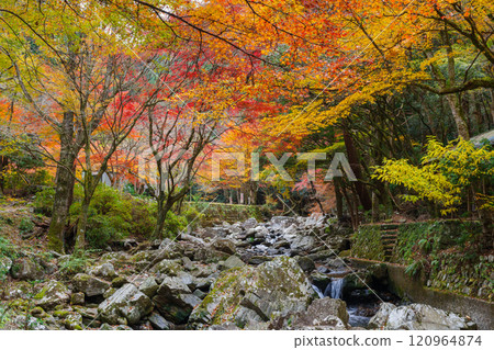Autumn leaves at Kuragari Valley (Okazaki City, Aichi Prefecture) Autumn leaves at Kuragari Valley (Okazaki City, Aichi Prefecture) 120964874