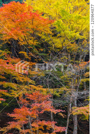 Autumn leaves at Kuragari Valley (Okazaki City, Aichi Prefecture) Autumn leaves at Kuragari Valley (Okazaki City, Aichi Prefecture) 120964877