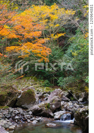 倉裡溪谷的秋天(愛知縣岡崎市) 倉裡溪谷的秋天(愛知縣岡崎市) 120964881