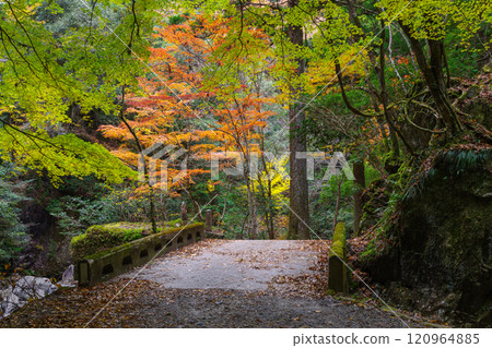 倉裡溪谷的秋天（愛知縣岡崎市） 120964885