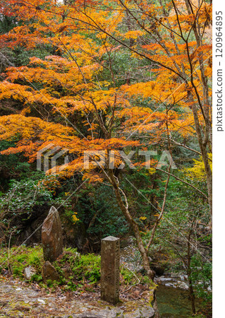 Autumn leaves at Kuragari Valley (Okazaki City, Aichi Prefecture) 120964895