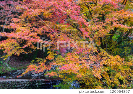 Autumn leaves at Kuragari Valley (Okazaki City, Aichi Prefecture) 120964897