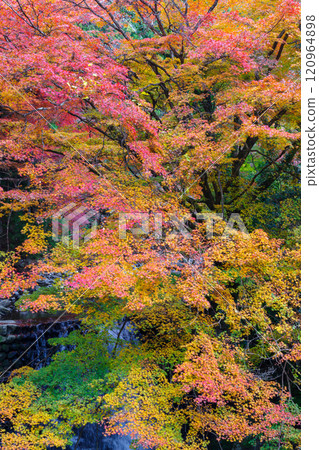 Autumn leaves at Kuragari Valley (Okazaki City, Aichi Prefecture) 120964898