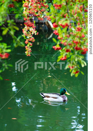 Mallard with red nuts Mallard with red nuts 120965150