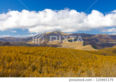 長野縣北作郡蓼科町金星線白樺高原夕日之丘公園的落葉松等秋葉景觀 120965179