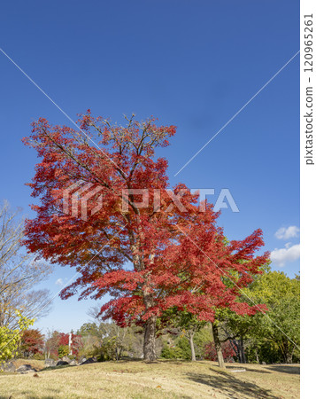 秋天花園裡的楓葉 120965261
