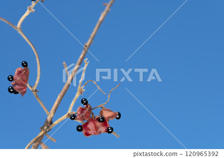 Tankiri bean 120965392