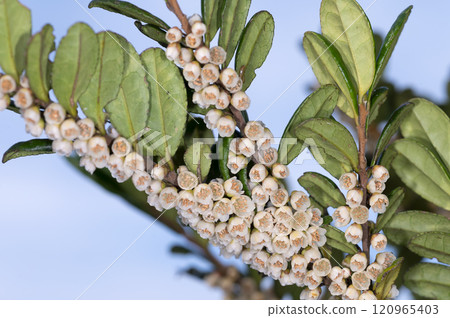 Hamahisakaki 120965403