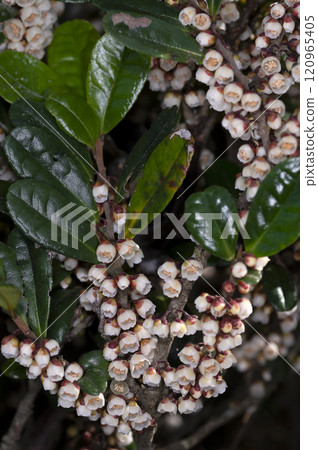 Hamahisakaki 120965405