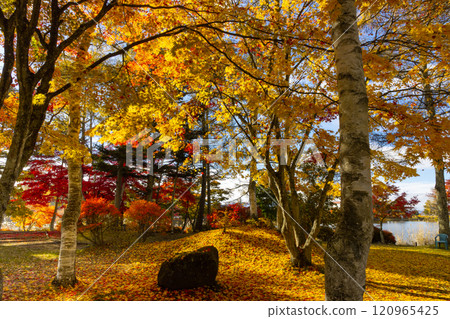 Kitayama, Chino City, Nagano Prefecture - Maple and other autumn leaves on the shores of Lake Tateshina, and a carpet of autumn leaves Kitayama, Chino City, Nagano Prefecture - Maple and other autumn leaves on the shores of Lake Tateshina, and a carpet of autumn leaves 120965425