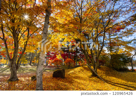 長野縣茅野市北山,蓼科湖畔的楓葉和秋葉地毯 長野縣茅野市北山,蓼科湖畔的楓葉和秋葉地毯 120965426