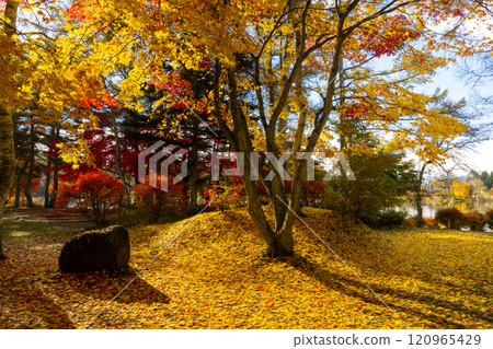 Kitayama, Chino City, Nagano Prefecture - Maple and other autumn leaves on the shores of Lake Tateshina, and a carpet of autumn leaves 120965429