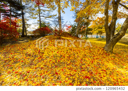 Kitayama, Chino City, Nagano Prefecture - Maple and other autumn leaves on the shores of Lake Tateshina, and a carpet of autumn leaves 120965432