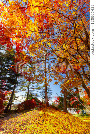 Kitayama, Chino City, Nagano Prefecture - Maple and other autumn leaves on the shores of Lake Tateshina, and a carpet of autumn leaves 120965435