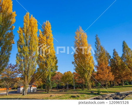Yellow poplar leaves against a blue sky 120965526