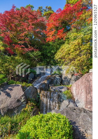 Collaboration scene of autumn leaves of maple and waterfall seen against the blue sky Collaboration scene of autumn leaves of maple and waterfall seen against the blue sky 120965527