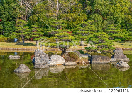 Scenery of a pine tree with magnificent branches Scenery of a pine tree with magnificent branches 120965528
