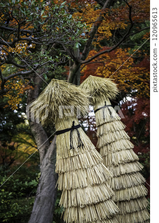 蘇鐵的冬季準備 蘇鐵的冬季準備 120965613