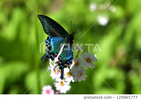A fresh male of the Swallowtail butterfly visits the flowers of the Primrose A fresh male of the Swallowtail butterfly visits the flowers of the Primrose 120965777