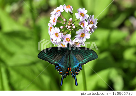 A fresh male of the Swallowtail butterfly visits the flowers of the Primrose A fresh male of the Swallowtail butterfly visits the flowers of the Primrose 120965783