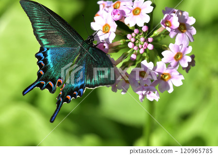 A fresh male of the Swallowtail butterfly visits the flowers of the Primrose A fresh male of the Swallowtail butterfly visits the flowers of the Primrose 120965785