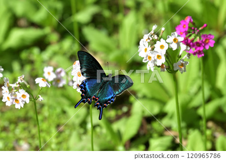 A fresh male of the Swallowtail butterfly visits the flowers of the Primrose 120965786