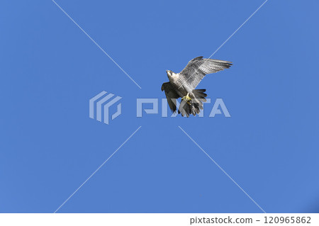 Falcon 120965862