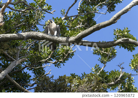Falcon 120965872