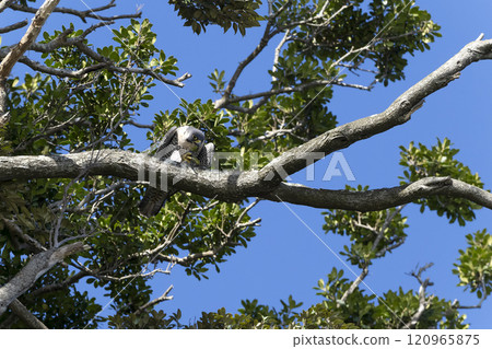 Falcon Falcon 120965875
