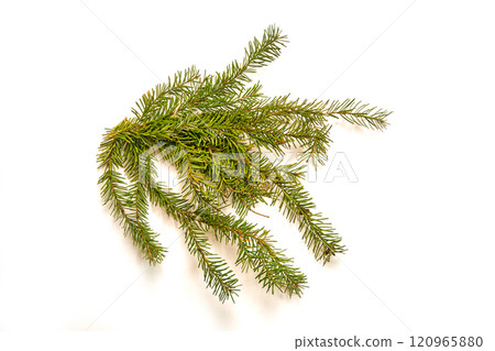 A beautifully adorned Christmas tree radiates holiday cheer against a clean white background, perfect for festive celebrations and decorations. 120965880