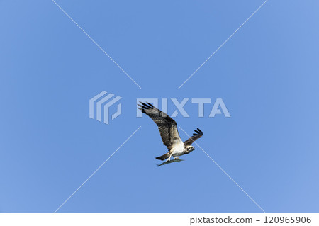 Osprey which fly to the blue sky back Osprey which fly to the blue sky back 120965906