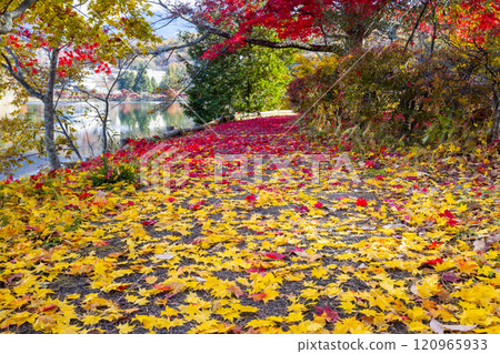 Kitayama, Chino City, Nagano Prefecture: A carpet of red and yellow maples and autumn leaves on the promenade around Lake Tateshina 120965933