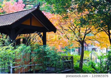 Landscape with autumn leaves Landscape with autumn leaves 120965976