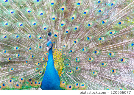 Close-up of peacock with spread wings 120966077