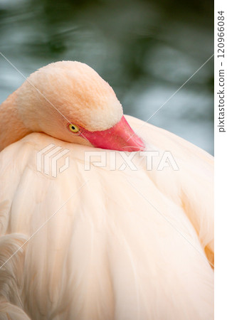 Flamingo resting by the water Flamingo resting by the water 120966084