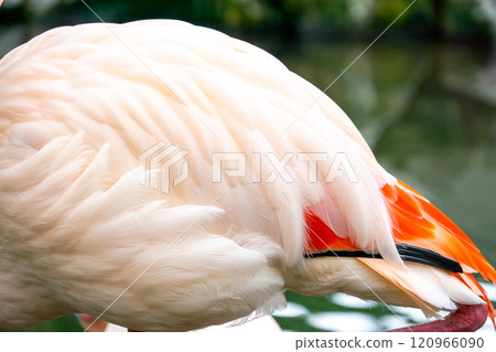 Beautiful flamingo close-up 120966090