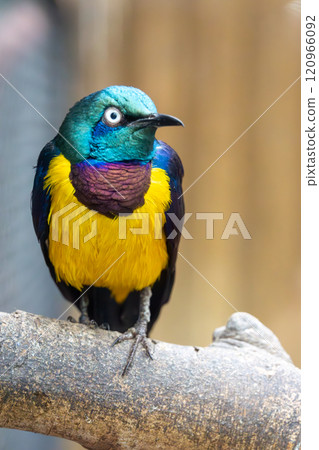Close-up of a golden-striped long-eared starling 120966092