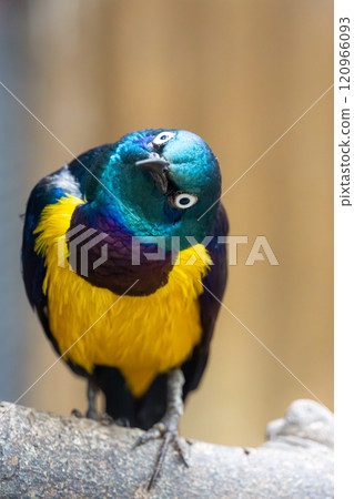 Close-up of a golden-striped long-eared starling Close-up of a golden-striped long-eared starling 120966093
