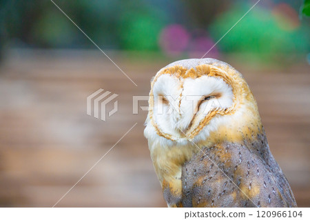 Close-up of a barn owl with eyes closed Close-up of a barn owl with eyes closed 120966104