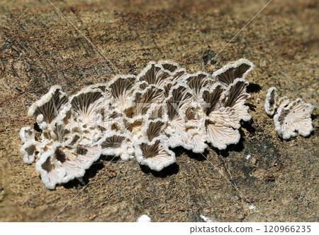 The underside of the Schizophyllum commune has a pleated pattern reminiscent of the decorative remains of an ancient Mediterranean civilization (macro close-up shot outdoors in natural light) 120966235