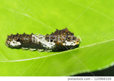Swallowtail larvae (3rd to 4th instars) 120966326