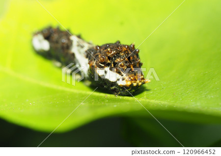 Swallowtail larvae (3rd to 4th instars) Swallowtail larvae (3rd to 4th instars) 120966452