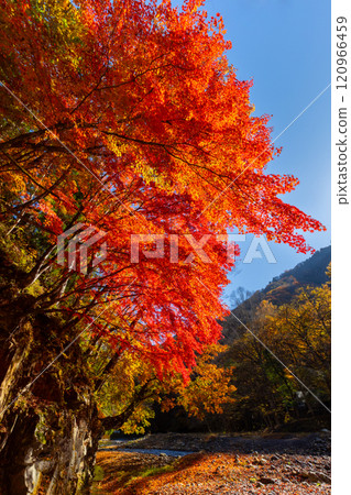 埼玉縣秩父市中津川市中津川村露營地附近的中津川沿岸的中津峽谷,楓葉鮮紅 埼玉縣秩父市中津川市中津川村露營地附近的中津川沿岸的中津峽谷,楓葉鮮紅 120966459